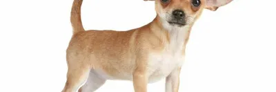 Собака породы чихуахуа с счастливой мордой и высунутым языком, сидит на  руках Stock Photo | Adobe Stock
