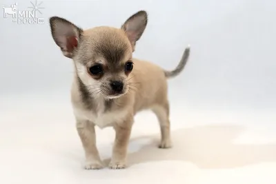 Какая самая маленькая порода собак?» — Яндекс Кью