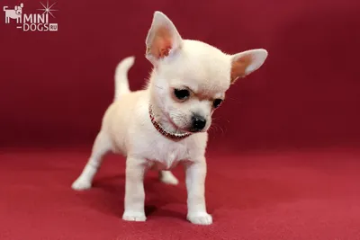 Кремовый щенок мини чихуахуа Миднайт Сан «Маленький Охотник». Щенки клуба  Mini-Dogs.