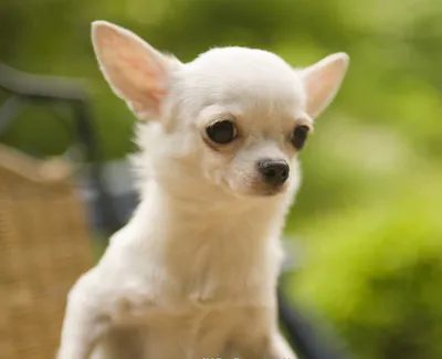 Собака маленькая комнатная породистая щенок чихуахуа мини (ID#1520887032),  купить на Prom.ua