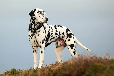 Собака далматинец» — создано в Шедевруме