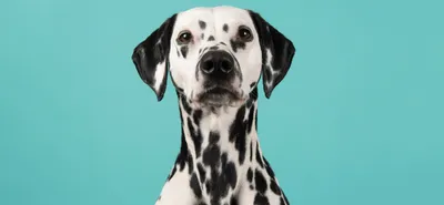 Далматин - Порода собак - Информация и особенностях | Хиллс