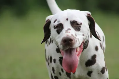 Собака-далматин на заснеженном поле …» — создано в Шедевруме