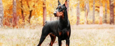 Заказать и купить Топиари собака далматинец, большая - газон Eco | Топиари  фигуры от производителя в России