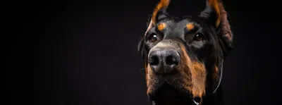 Животное Собака Далматинец - Бесплатное фото на Pixabay - Pixabay