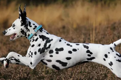Далматин собака: фото, характер, описание породы