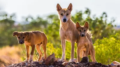 Собаки » Породы » Австралийский динго
