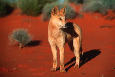Австралийский динго / Dingo (Australian Native Dog) - PetsPoint.ru