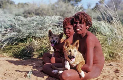Австралийка нашла потерявшегося щенка и попыталась вернуть его хозяевам. Но  в течение нескольких дне / Австралия :: Динго (Дикая собака Динго) ::  найденыши :: щенок :: страны :: гиф анимация (гифки -