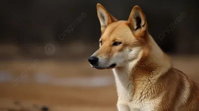 Дикая собака динго (динго волчанки волка) Стоковое Изображение -  изображение насчитывающей звеец, ангстрома: 65617509