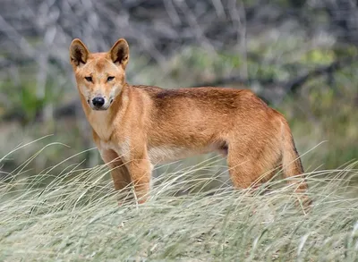 Австралия - собака Динго