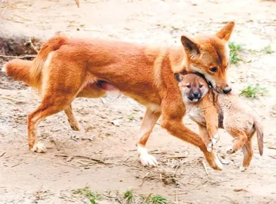 Как живут в природе дикие собаки динго - Лента новостей Крыма