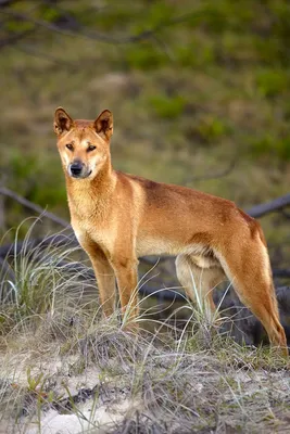 В Австралии дикие собаки динго устроили женщине засаду