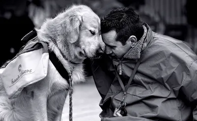 Собака друг человека!» — создано в Шедевруме