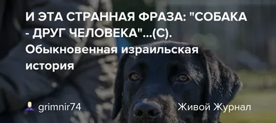 Собака друг человека | Kyiv