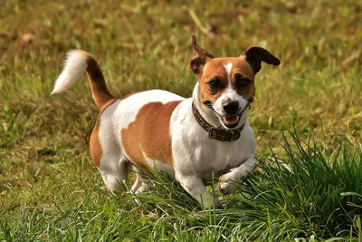Джек-рассел-терьеры живут дольше всех собак Великобритании