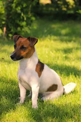 Джек-рассел-терьер - описание породы собак: характер, особенности  поведения, размер, отзывы и фото - Питомцы Mail.ru