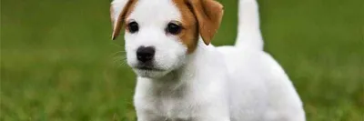 Собака Джек Рассел терьер Рони» — создано в Шедевруме