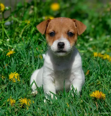 Фотография Джек-рассел-терьер собака Очки Животные белом фоне