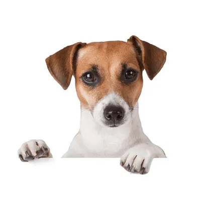 Симпатичный портрет породы собак Джек Рассел. Веселый щенок лежит на  цветном фоне, студийное фото. Концепция домашних животных. Свободное поле  для текста. Photos | Adobe Stock