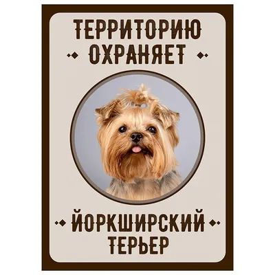 йоркширский терьер, yorkshire terrier,cute dog,my bby | Йоркширский терьер,  Терьер, Собаки