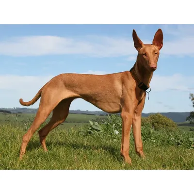 Фараонова собака (Pharaoh Hound) - небольшая, активная и умная порода собак.  Описание, фото и отзывы о породе.