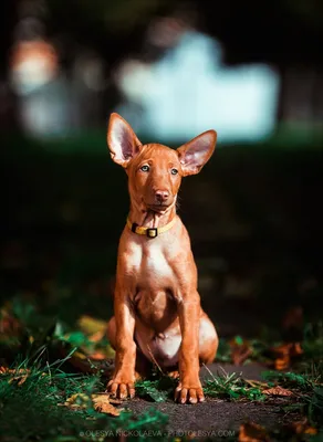 Изящная гончая. Фараонова собака — порода «с фресок Древнего Египта» |  ВКонтакте