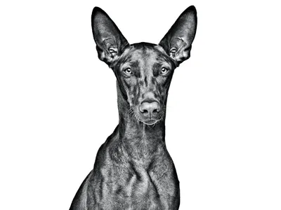 Собака фараона, Природа 3D модель для ЧПУ: STL / MAX (obj)