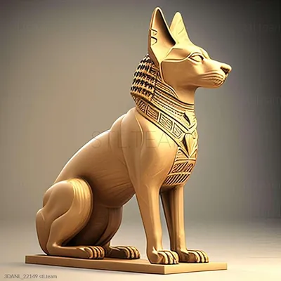 Фараонова собака: история, стандарты, характер, содержание | ЗооПассаж |  Дзен
