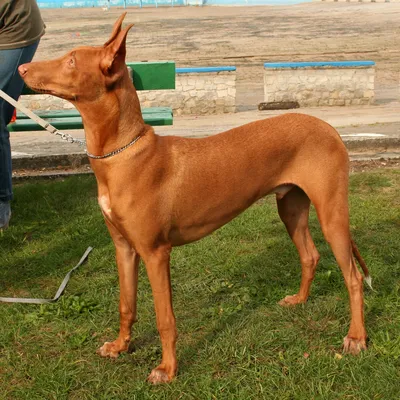 Африканская собака басенджи, которая не лает - описание породы