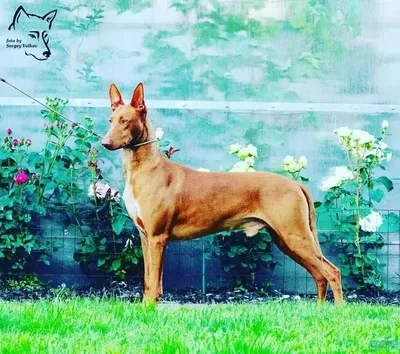 Больше 3 бесплатных фотографий на тему «Pharaoh Hound» и «»Фараонова Собака  - Pixabay