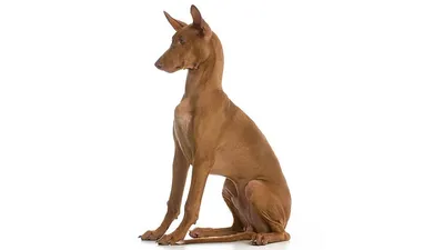 Animals - Собака фараона, 3DANL_32772 | 3D модель для ЧПУ станка