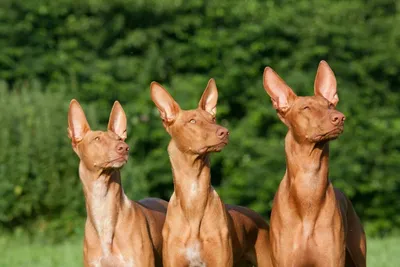 Фараонова собака: все о породе, описание, характеристики, фото собаки