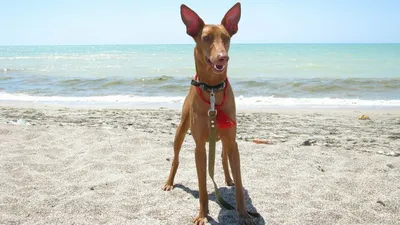 Фараонова собака\" Pharaoh Hound …» — создано в Шедевруме