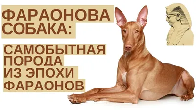Фараонова собака: описание породы, правила ухода, характер, кормление
