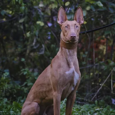 ФАРАОНОВА СОБАКА. Pharaoh Hound. Продаются щенки 2024 | ВКонтакте