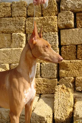 Фото фараоновой собаки (42 фотографий)