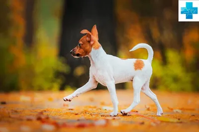 Фокстерьер жесткошерстный - описание породы собак: характер, особенности  поведения, размер, отзывы и фото - Питомцы Mail.ru
