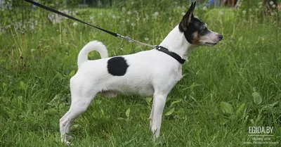 Собака Гладкошёрстный фокстерьер найдена на МКАД, 72-й км, Москва |  Pet911.ru