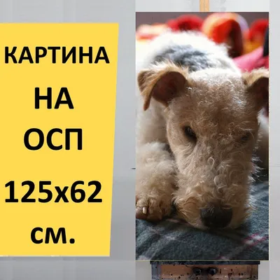 Жесткошерстный фокстерьер — ГБУ Уфимская городская ветеринарная станция РБ