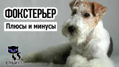 ФОКСТЕРЬЕР | Happy Dogs | Дзен