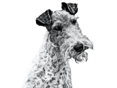 Фокстерьер Король победил на международной выставке собак в Нью-Йорке — РБК