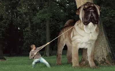 Самая огромная собака в мире - 65 фото