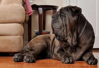 Самая крупная собака в мире Неаполитанский мастиф ПО кличке Геркулес Весит  Геркулес 127 кг и ему всего 3 года - выпуск №1728463