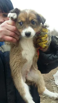 Мальчик или девочка? В Татарстане щенка-гермафродита готовят к операции -  KP.RU