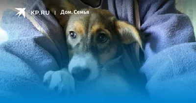 Зелибоба - Doggy Help