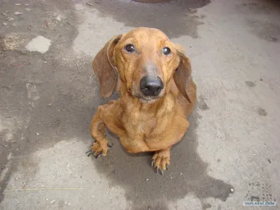 Найдена собака в Валуеках, просьба помочь | Pet911.ru