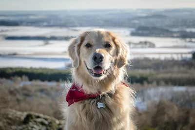 Порода собаки золотистый ретривер - 72 фото