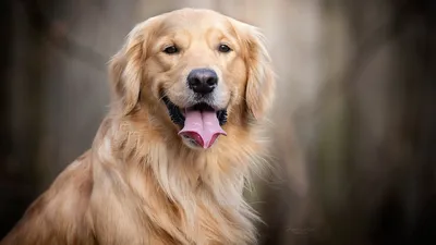 золотистый ретривер сидит и смотрит вдаль, фото собаки золотистого  ретривера, собака, золотистый ретривер фон картинки и Фото для бесплатной  загрузки