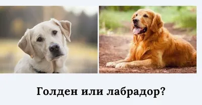 порода собак золотистый ретривер, картинка золотистого ретривера, собака,  золотистый ретривер фон картинки и Фото для бесплатной загрузки